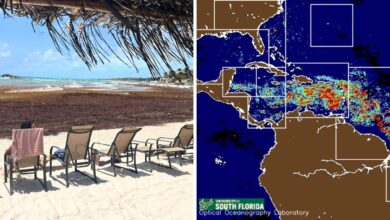 Satellite Images Reveal Record Sargassum Influx in Florida and Cancun in May