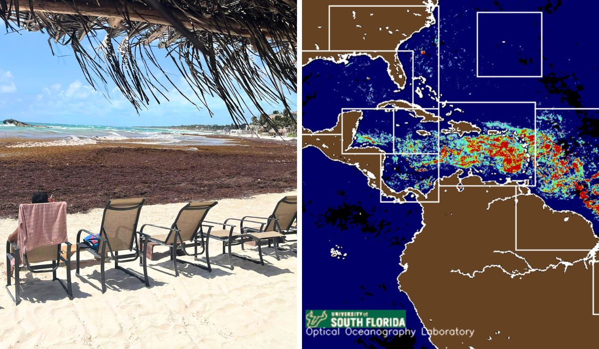 Satellite Images Reveal Record Sargassum Influx in Florida and Cancun in May