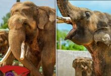 Tulsa Zoo reveals first photos of La Zoo Elephants Billy & Tina