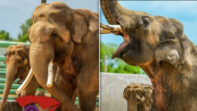 Tulsa Zoo reveals first photos of La Zoo Elephants Billy & Tina
