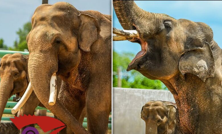 Tulsa Zoo reveals first photos of La Zoo Elephants Billy & Tina