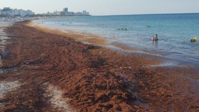 Cuba Issues High Alert Over Massive Sargassum Invasion in Guantánamo