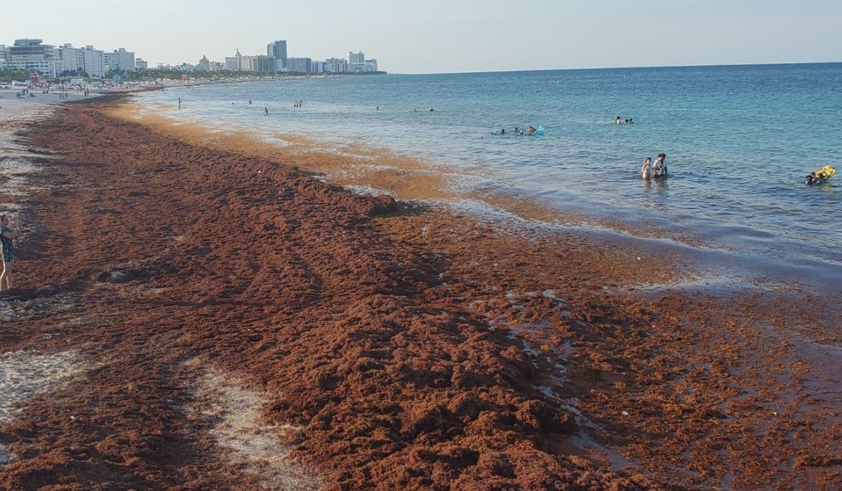 Cuba Issues High Alert Over Massive Sargassum Invasion in Guantánamo