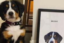 These custom pets portraits are the most useful gift