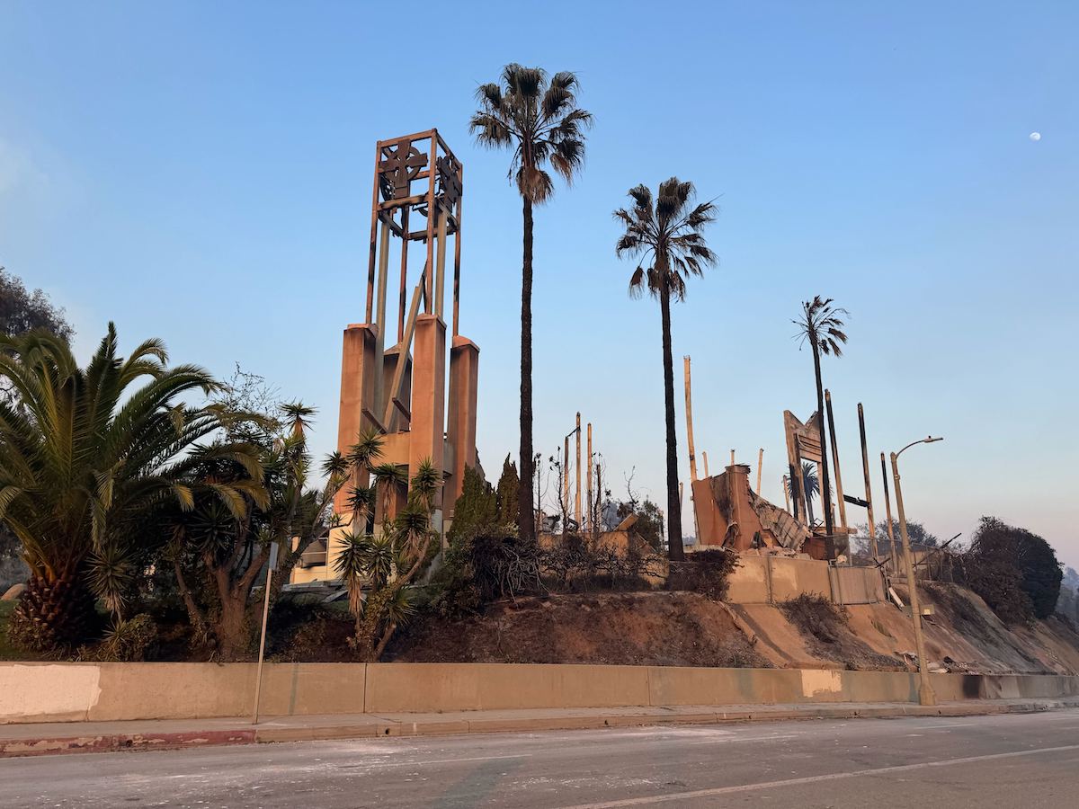 LA fires palm trees