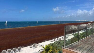 Cancun Hotels Say “Few Cancellations” Despite Seaweed-Covered Beaches