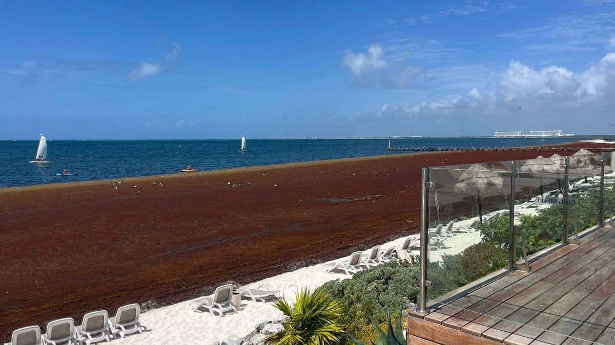 Cancun Hotels Say “Few Cancellations” Despite Seaweed-Covered Beaches