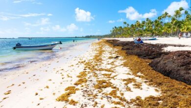 Dominican Republic Launches Environmental Operation in Response to Sargassum Invasion