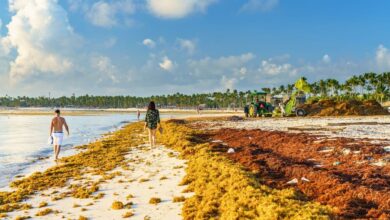 Dominican Republic Sargassum Seaweed In 2024: What To Know
