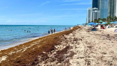 Florida Beaches Battle Waves of Sargassum Yet Again as Summer Heat Intensifies