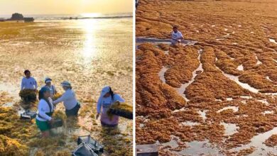 This Mexican Beach Slammed by 140 Tons of Sargassum in a Single Day