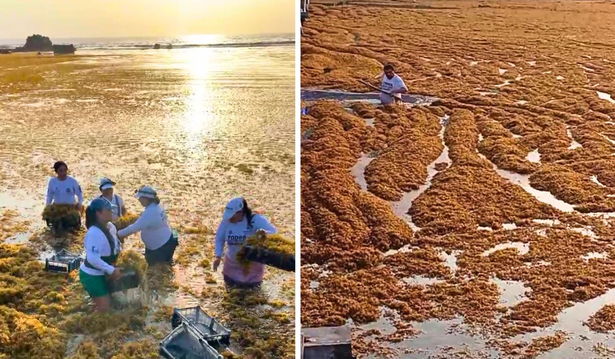 This Mexican Beach Slammed by 140 Tons of Sargassum in a Single Day