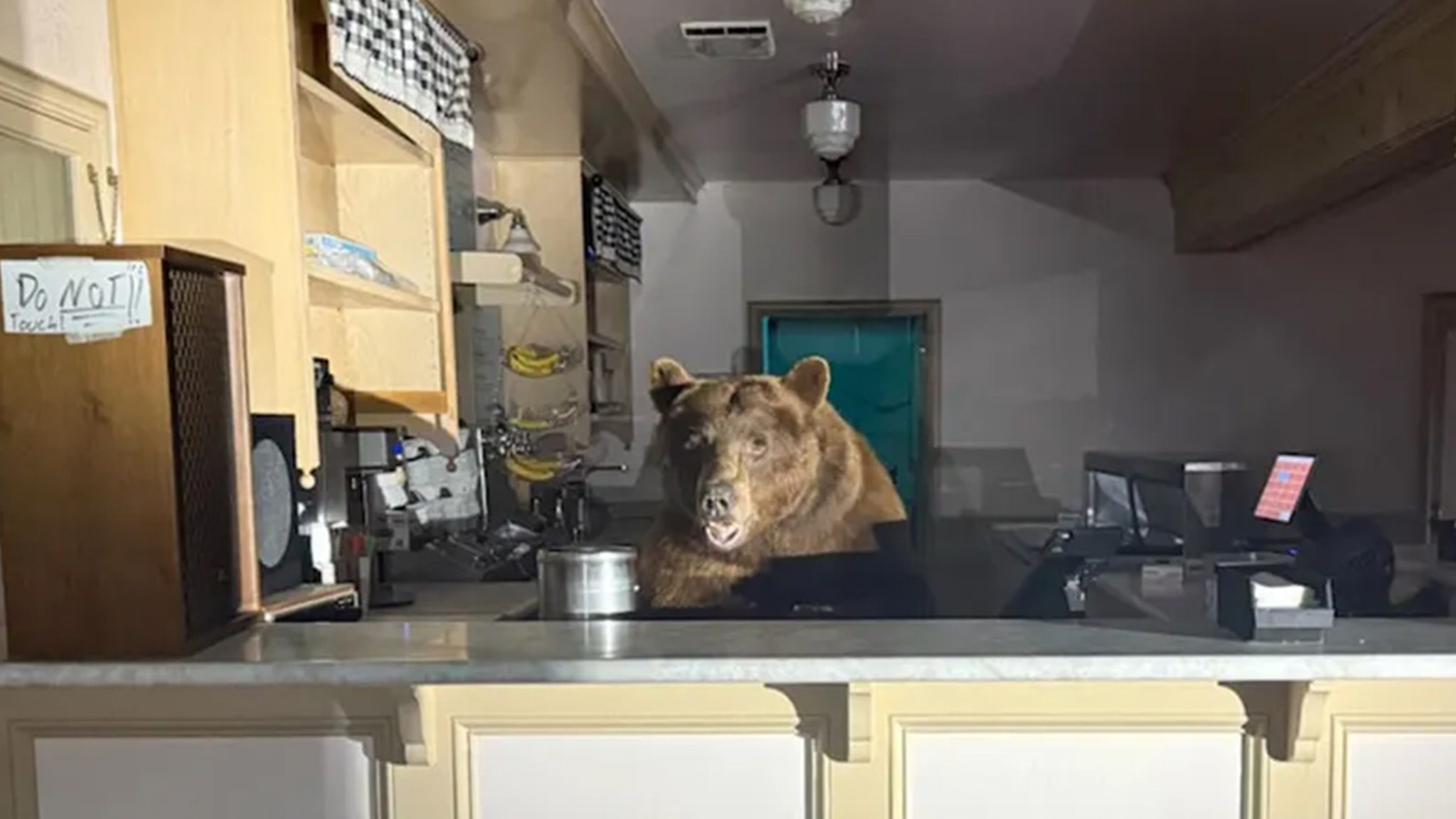 Bear Raids Lake Tahoe Ice Cream Parlor, gets trapped in ACT