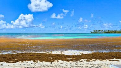 Sargassum Continues Invading Caribbean Beaches - When Does It End