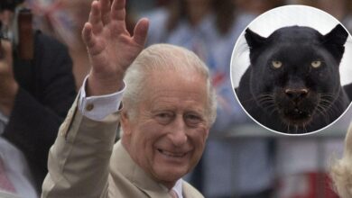 The king's terror after the 'beast' of Big Cat has stalked royal legacy