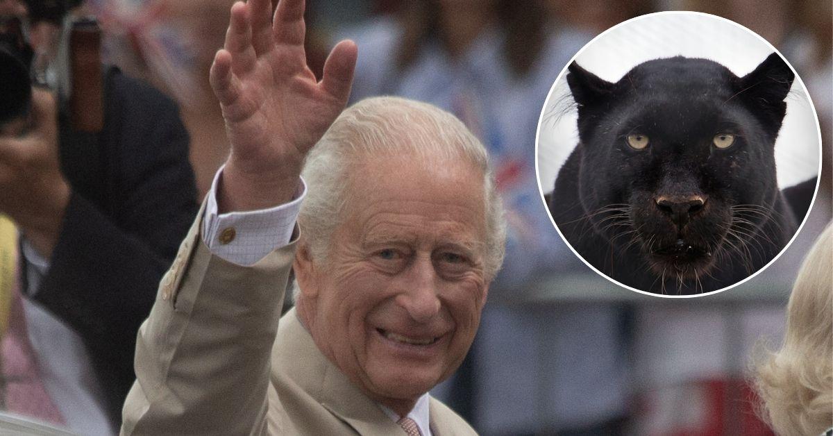 The king's terror after the 'beast' of Big Cat has stalked royal legacy