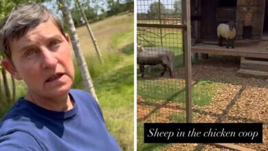 Ellen Degeneres reveals secrets behind her 'very lucrative' $ 190 million home-flipping 'hobby'