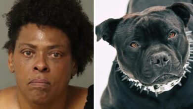 Pit Bull shot after the woman 'Dog ordered to attack neighbor'