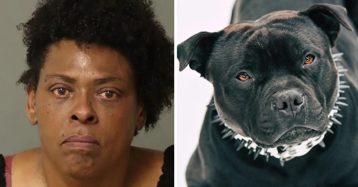 Pit Bull shot after the woman 'Dog ordered to attack neighbor'