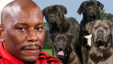 Cops do not know where his murderous dogs are