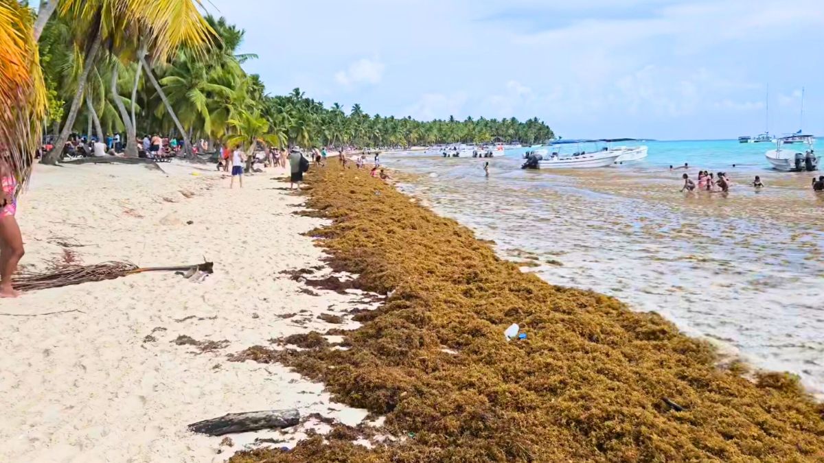 Dominican Republic Continues Seeing High Sargassum Arrivals Through October (VIDEO)
