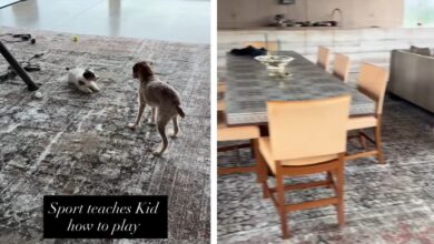 Ellen DeGeneres shares a rare look at a glass-walled British farmhouse as her other British home remains on the market for $30 million