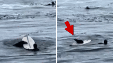 Otter steals surfboard, on video