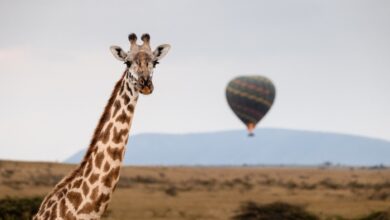 The Hemingways collection expands to the North Mara | News