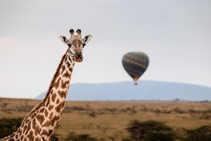 The Hemingways collection expands to the North Mara | News