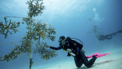 Iberostar Group honored with title of World's Leading Marine & Biodiversity Conservation Program | News