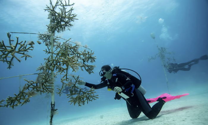 Iberostar Group honored with title of World's Leading Marine & Biodiversity Conservation Program | News