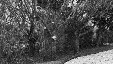 Nantucket Homeowner Accused of Cutting Down Neighbor's Trees, Sells Property for $2.1 Million Below Asking