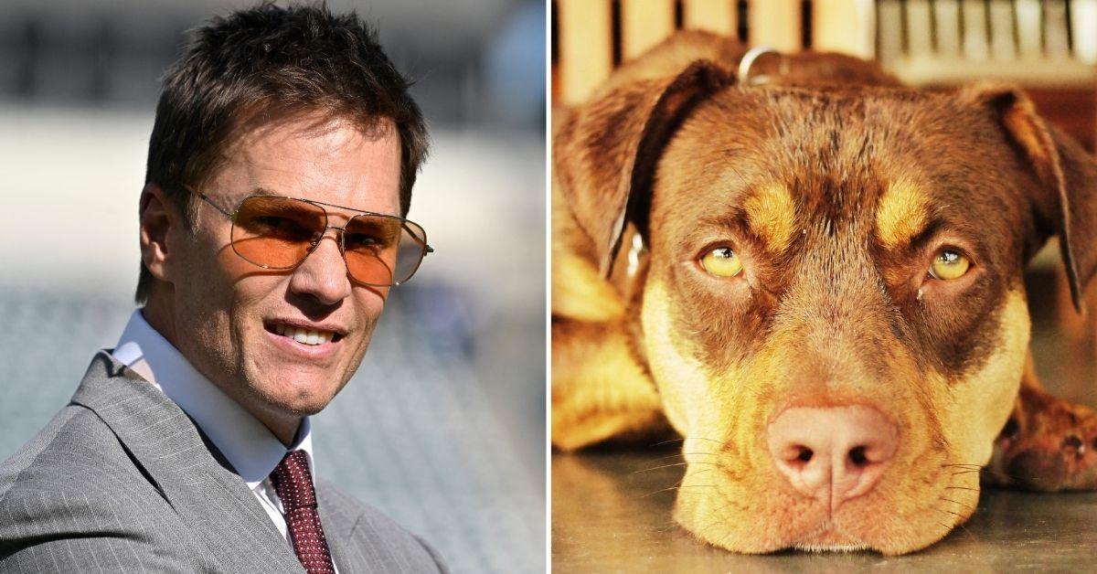 Tom Brady reveals that his new dog Junie is a clone of his previous dog Lua