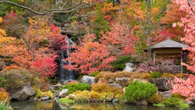 U.S. Embassy In Japan Issues Travel Warning For Travelers Over Bear Deadly Attacks