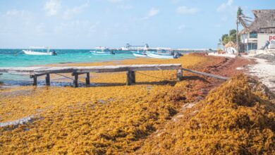 Researchers Warn of Respiratory Risks as Sargassum Study Enters Final Phase