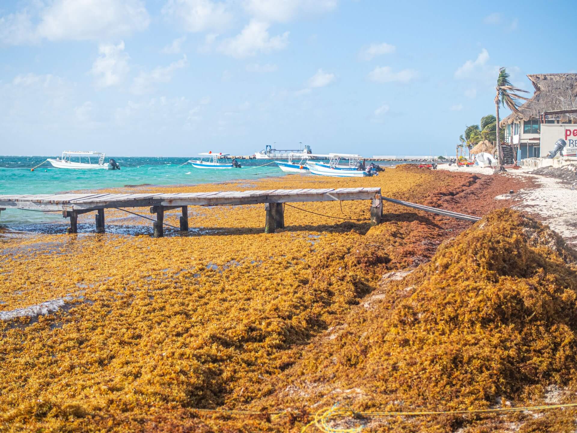 Researchers Warn of Respiratory Risks as Sargassum Study Enters Final Phase