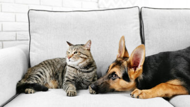 What you need to know for a smooth transition