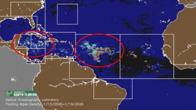 7 Million Tons of Sargassum Moving Towards Mexico and the Caribbean