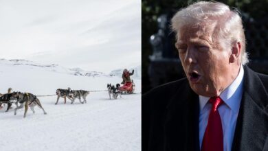 Meet the brutal war dogs of Greenland, ready to face the American invasion