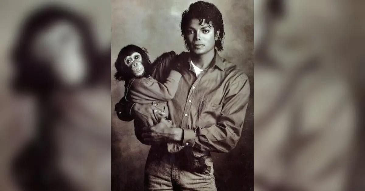 Michael Jackson's Chimp Bubbles is living a quiet life after fame