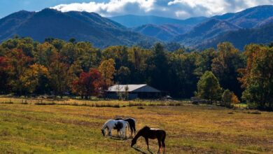 Why family outings often feel more complete when pets are along | News