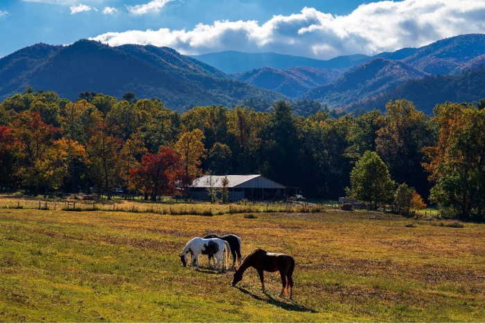 Why family outings often feel more complete when pets are along | News