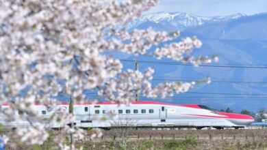 Beyond Tokyo: Eight cherry blossom destinations in Tohoku and nearby regions, connected by Shinkansen | News