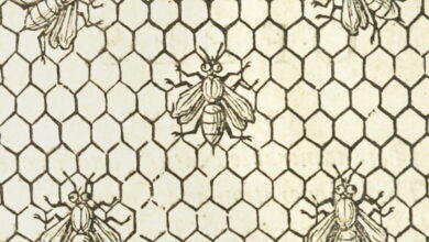 Charles Butler's *The Feminine Monarchy, or the History of Bees* (1634 edition) — The Public Domain Review