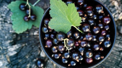 Introducing the new blackcurrant route of Burgundy (Route du Cassis) | News