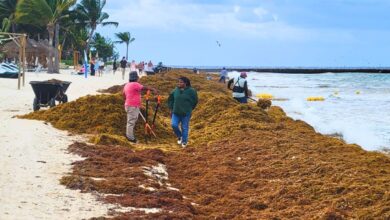 The Latest Satellite Images Reveal a Massive Sargassum Arrival this Season