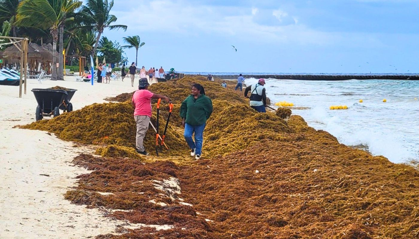 The Latest Satellite Images Reveal a Massive Sargassum Arrival this Season