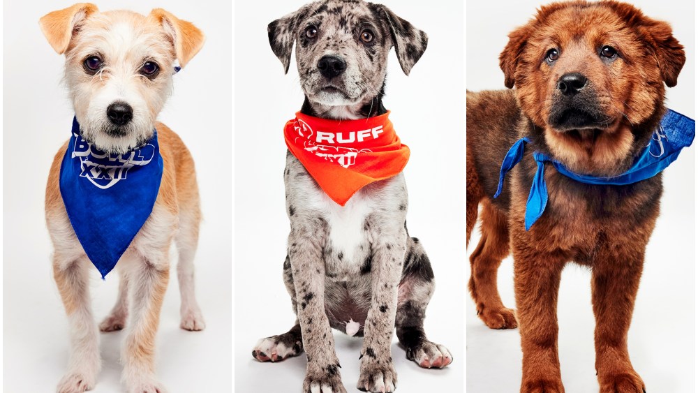 Meet the dogs competing in XXII