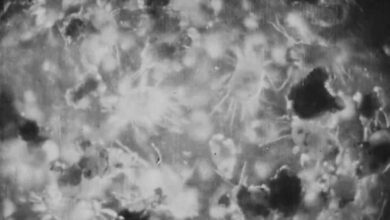 *The Cheese Mites* (1903) - The Public Domain Review