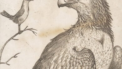 The Nine Birds of Jacques de Fornazeris (1594) - The Public Domain Review